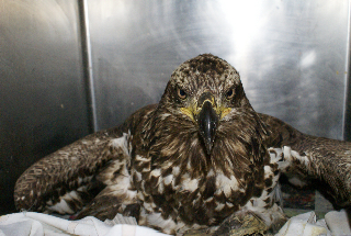 Eclipse the injured Eagle from Eclipse Recording Company